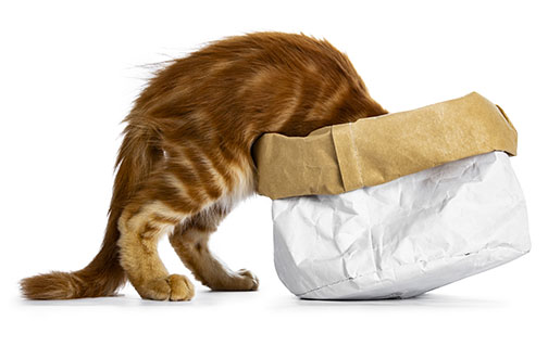 Handsome funny red Maine Coon cat kitten climbing in /disappear / looking / searching for something in a paper bag, isolated on white background